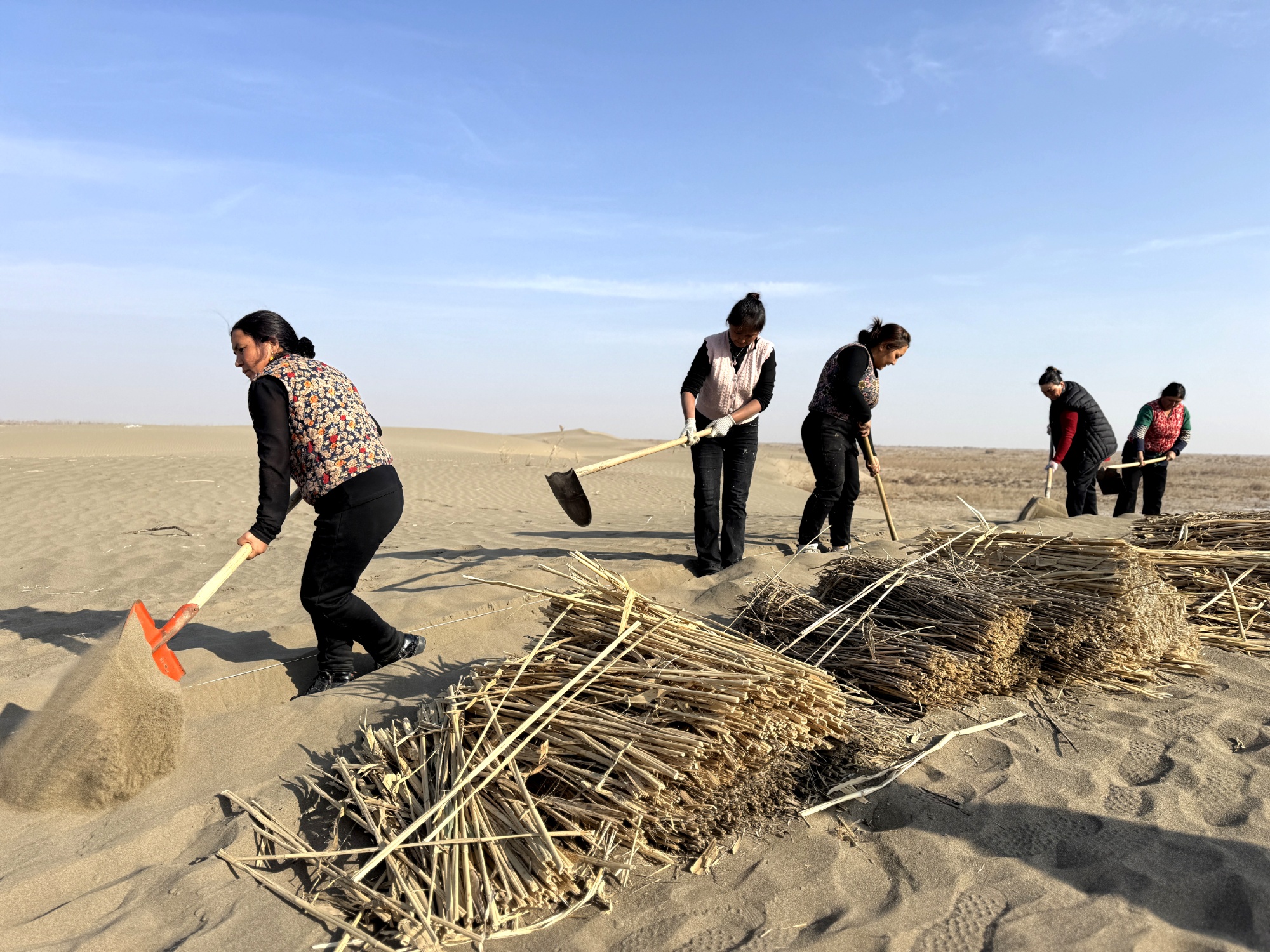 365体育（bet）：英吉沙县2024年沙化土地封禁保护项目草方格建设拉开序幕(图1)