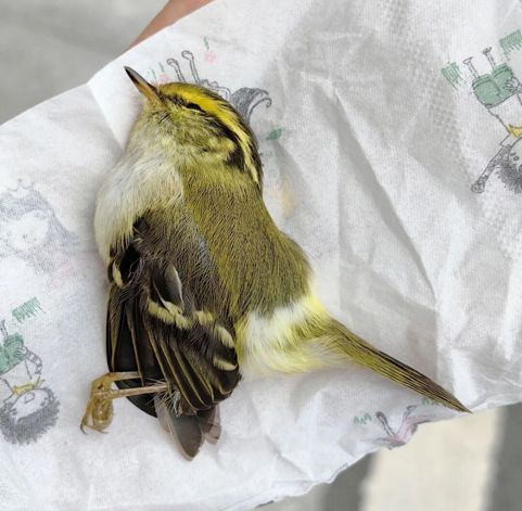 365体育唯一入口：高中生、生态学博士、建筑设计从业者他们为何选择为“撞玻璃的鸟”奔走？(图1)