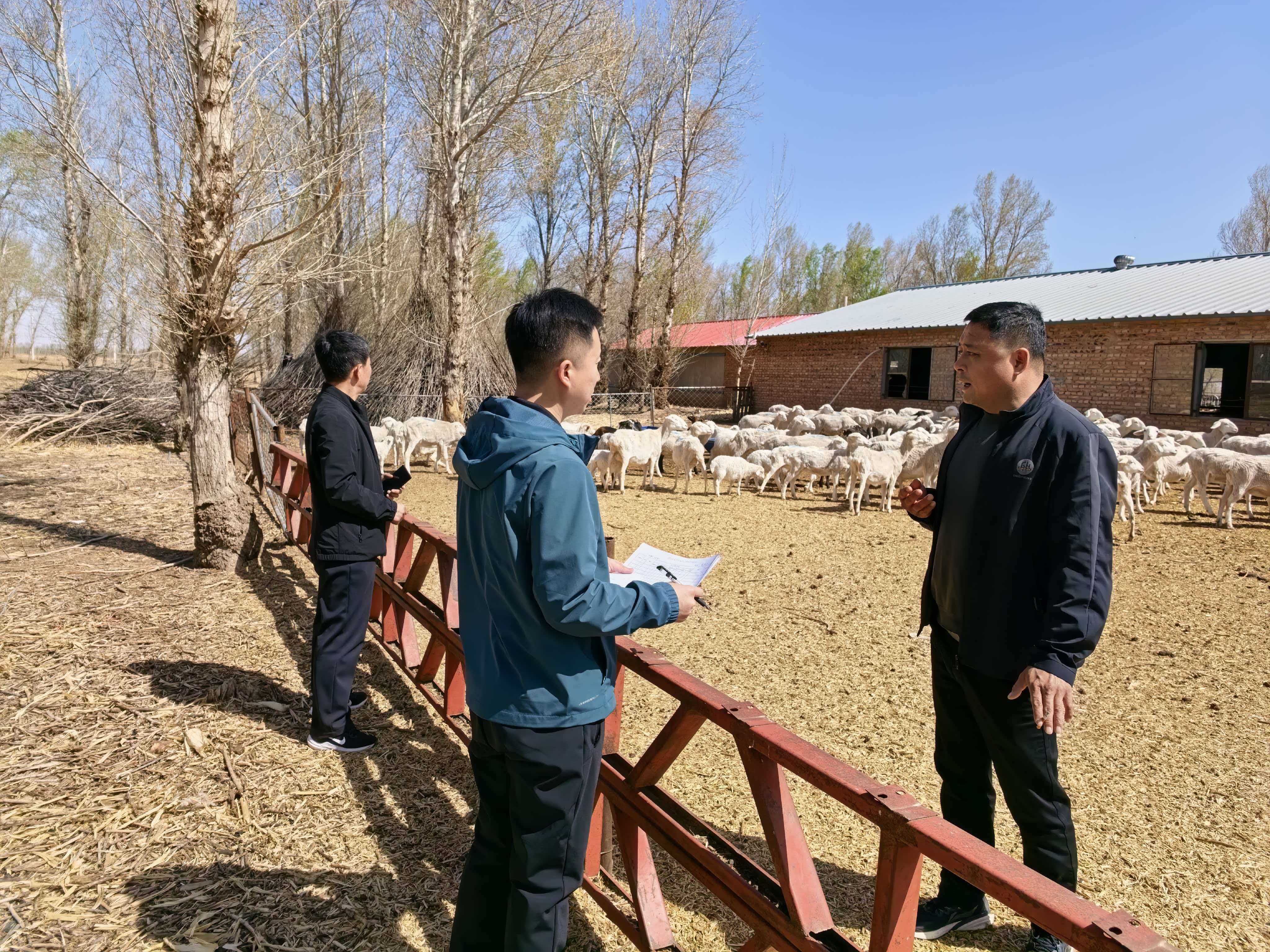 365体育唯一入口：敖汉旗农牧局扎实开展良种补贴种公羊专项验收工作(图1)