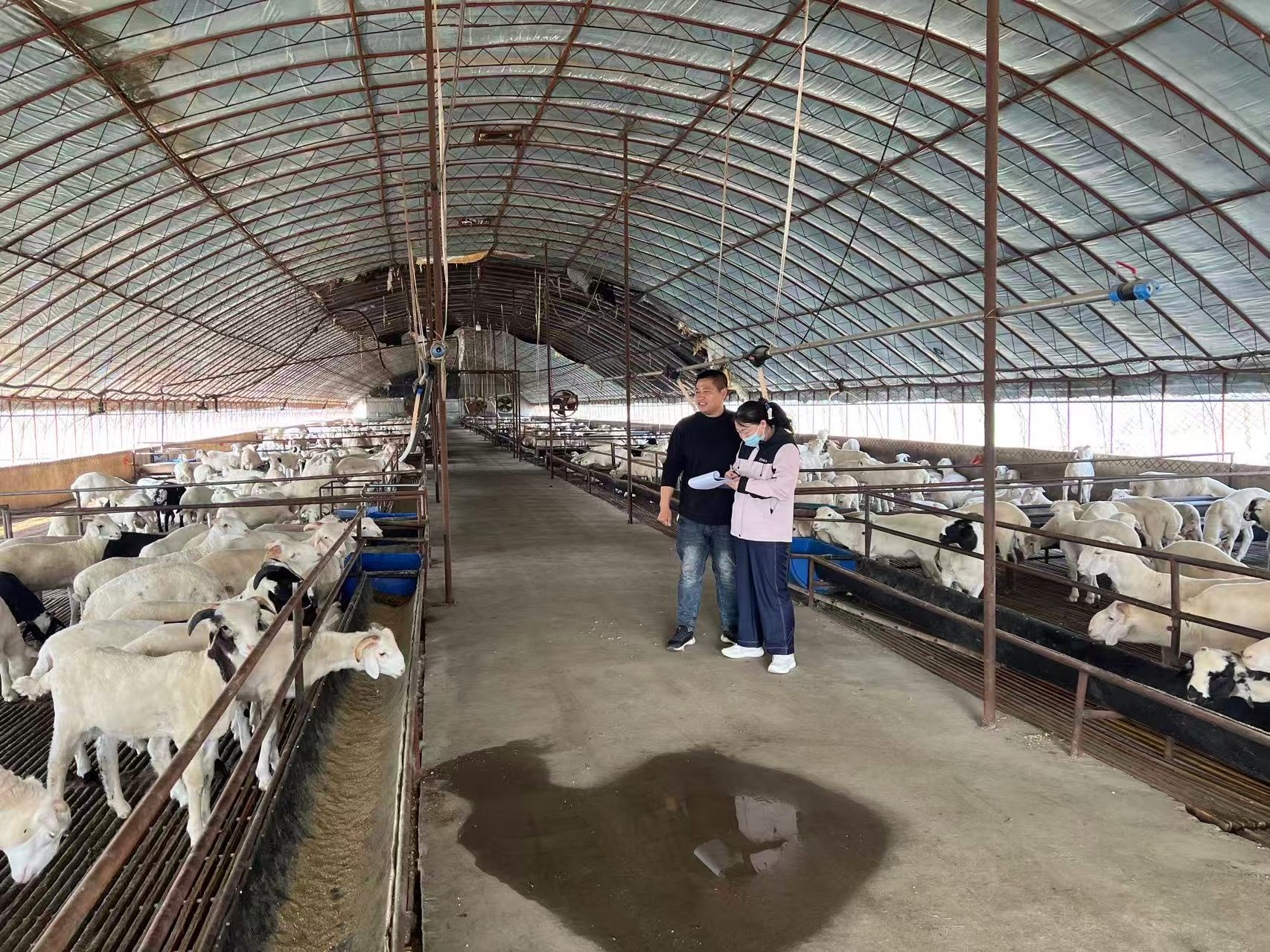 365体育唯一入口：敖汉旗农牧局扎实开展良种补贴种公羊专项验收工作(图2)